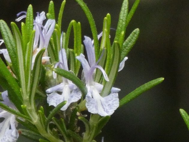 Salvia rosmarinus Spenn. (b).JPG