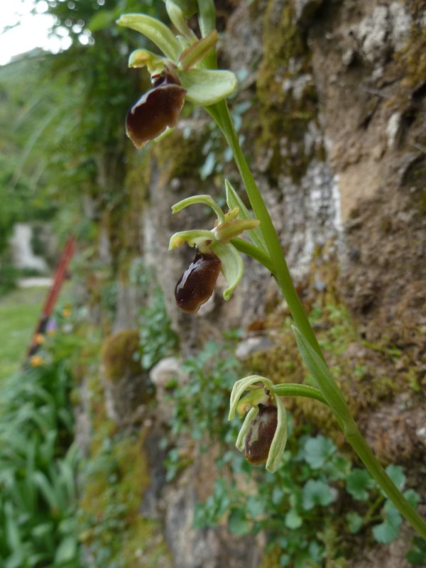 210416 Ophrys sphegodes Mill. 3.JPG