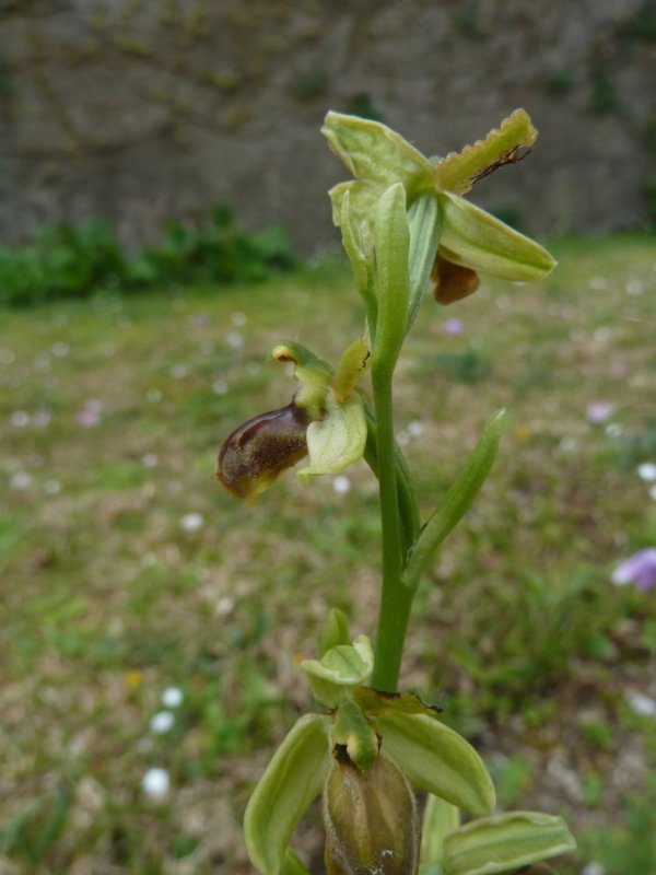 210416 Ophrys a2.JPG