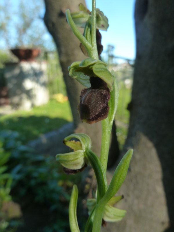 210409 Ophrys b.JPG