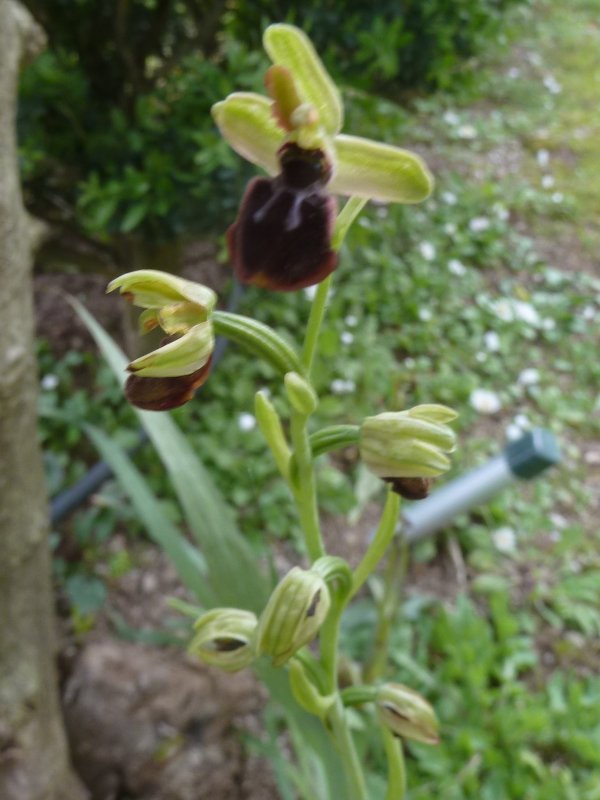 210416 Ophrys b2.JPG
