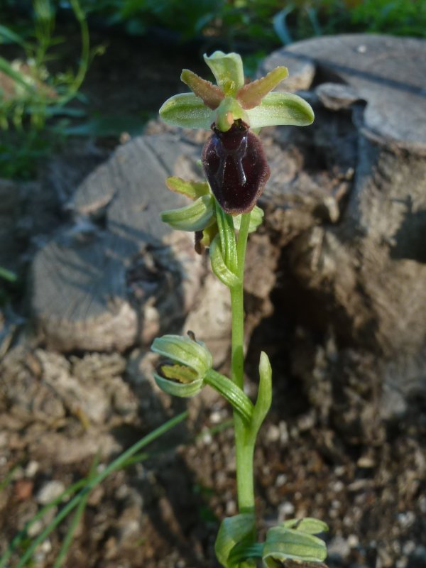 210409 Ophrys c.JPG