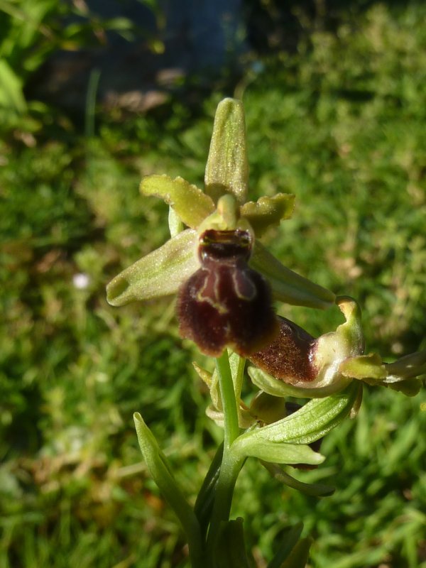 210409 Ophrys d.JPG