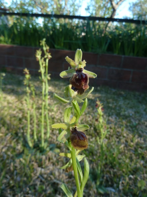 210409 Ophrys e1.JPG