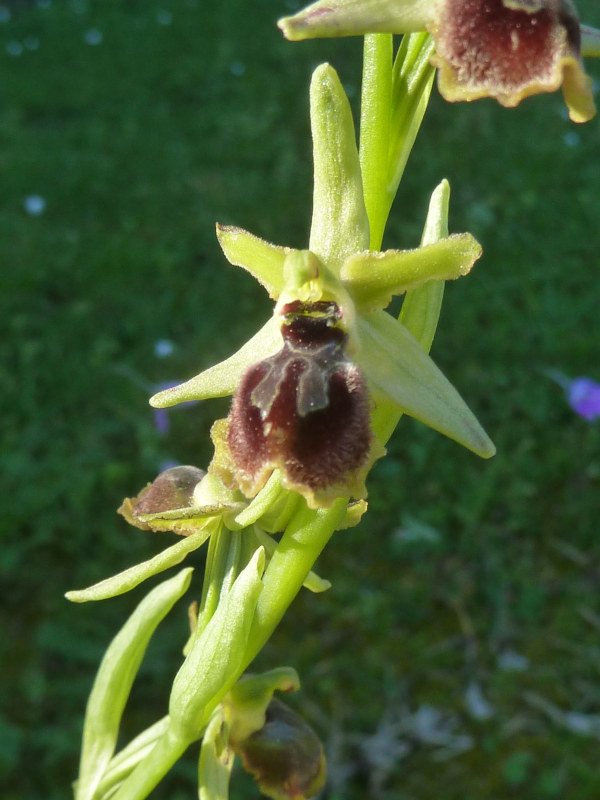 210409 Ophrys f2.JPG