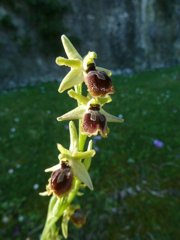 210409 Ophrys f3.JPG