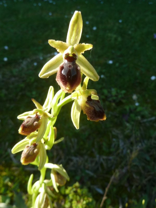 210409 Ophrys f4.JPG