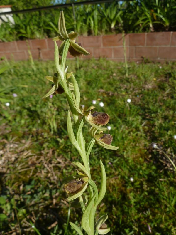 210409 Ophrys o1.JPG