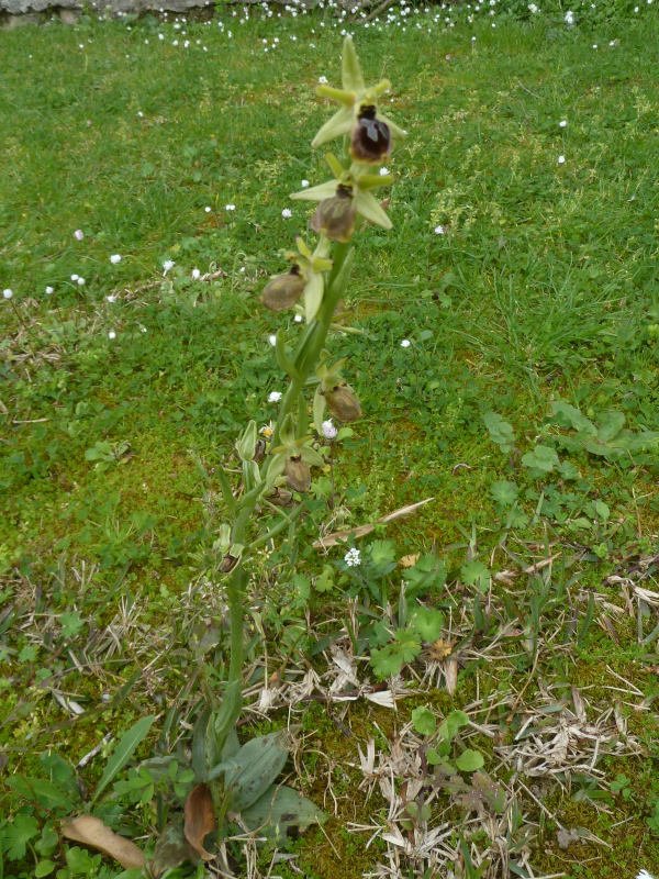 210416 Ophrys k1.JPG