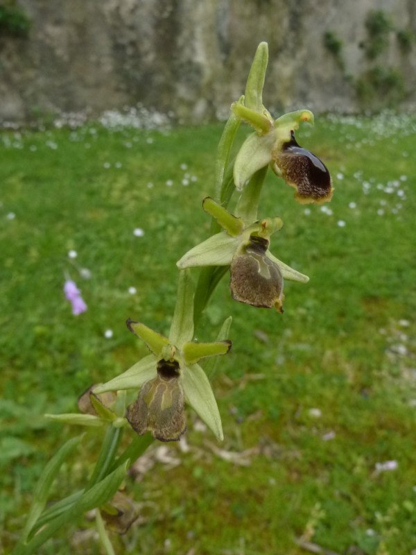 210416 Ophrys k2.JPG