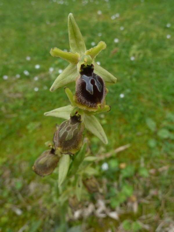 210416 Ophrys k3.JPG
