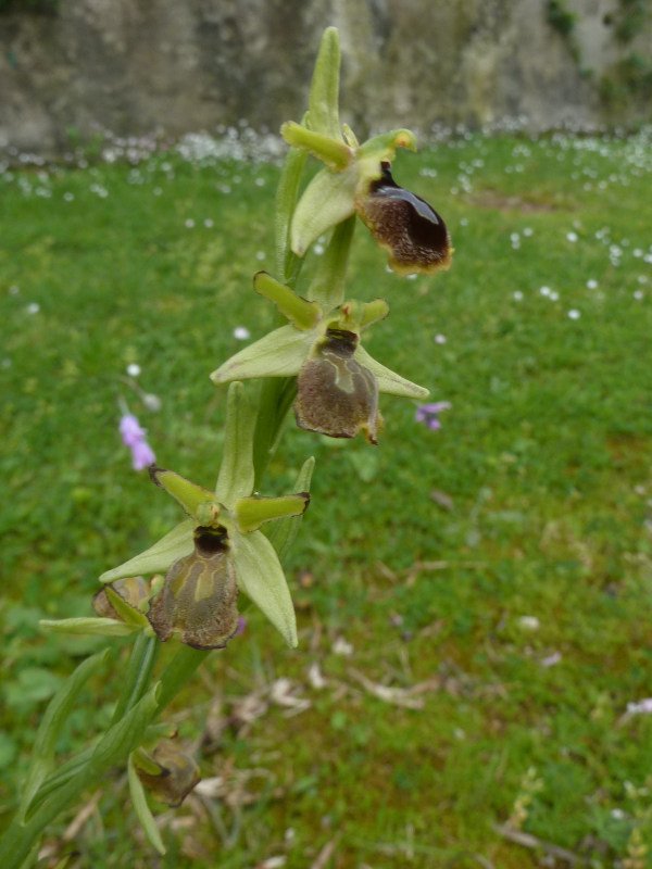 210416 Ophrys k4.JPG