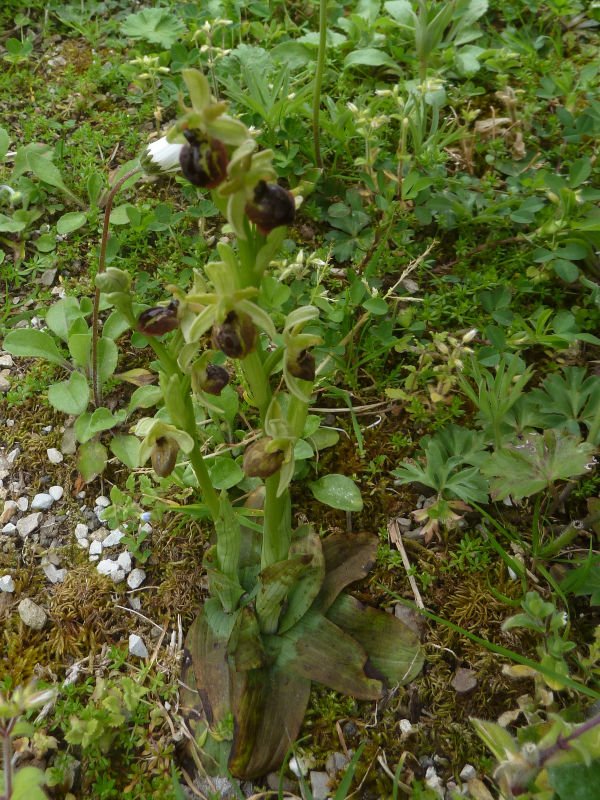 210416 Ophrys l1.JPG