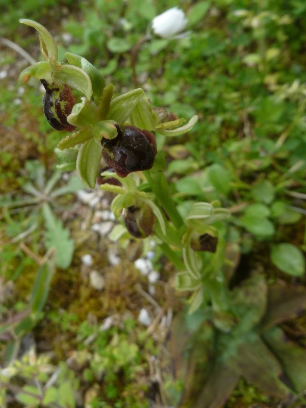 210416 Ophrys l2.JPG