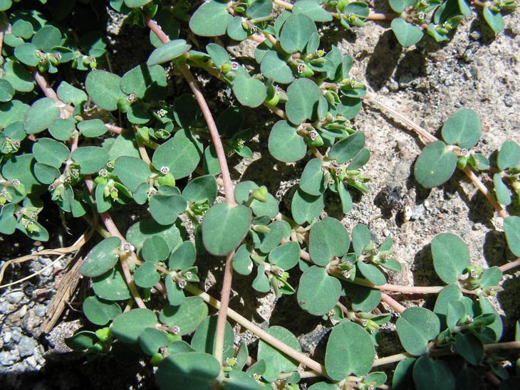 Euphorbia serpens (4).jpg