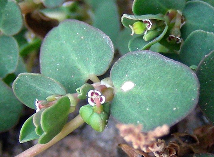 Euphorbia serpens (5).jpg