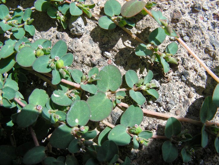 Euphorbia serpens (6).jpg