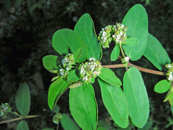 Euphorbia hypericifolia (3).JPG