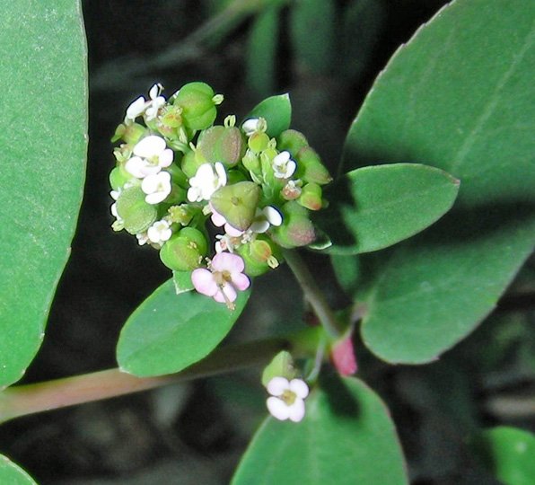 Euphorbia hypericifolia (5).jpg