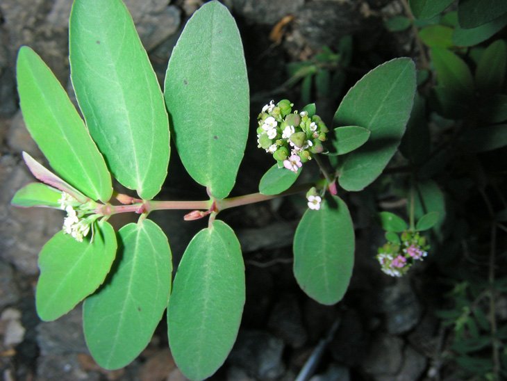 Euphorbia hypericifolia (6).JPG