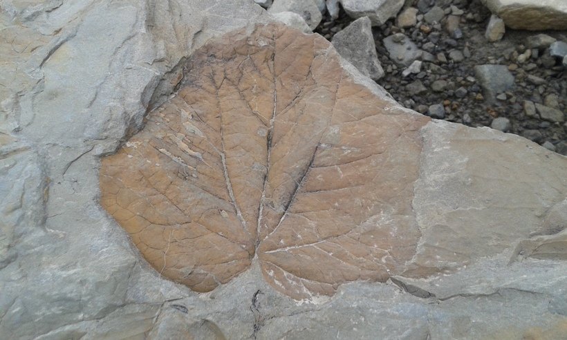 fossile Longyearbreen 1.jpg