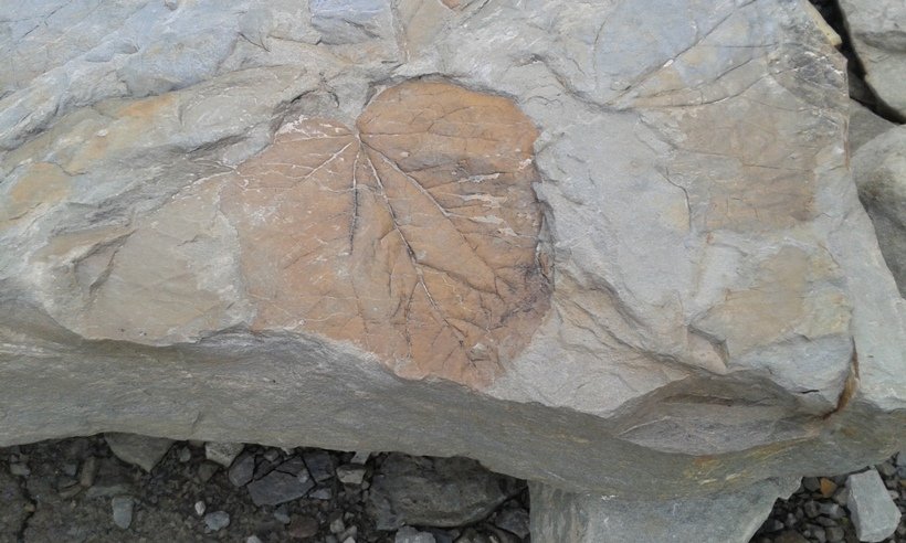 fossile Longyearbreen 2.jpg