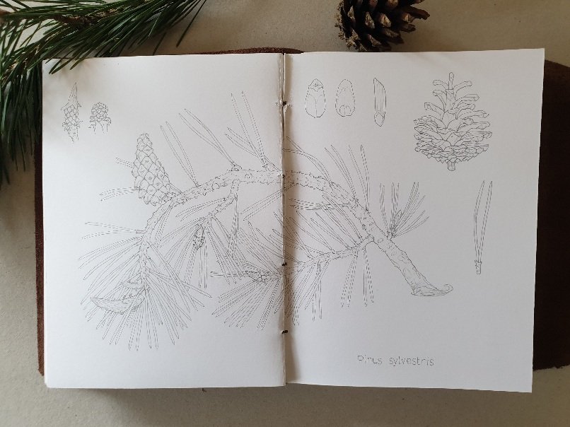 Pinus sylvestris,  Marcella Sciolla