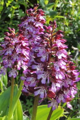 Orchis purpurea.JPG