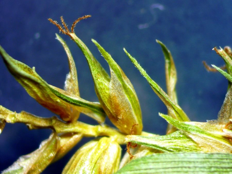 Carex_-0003.jpg