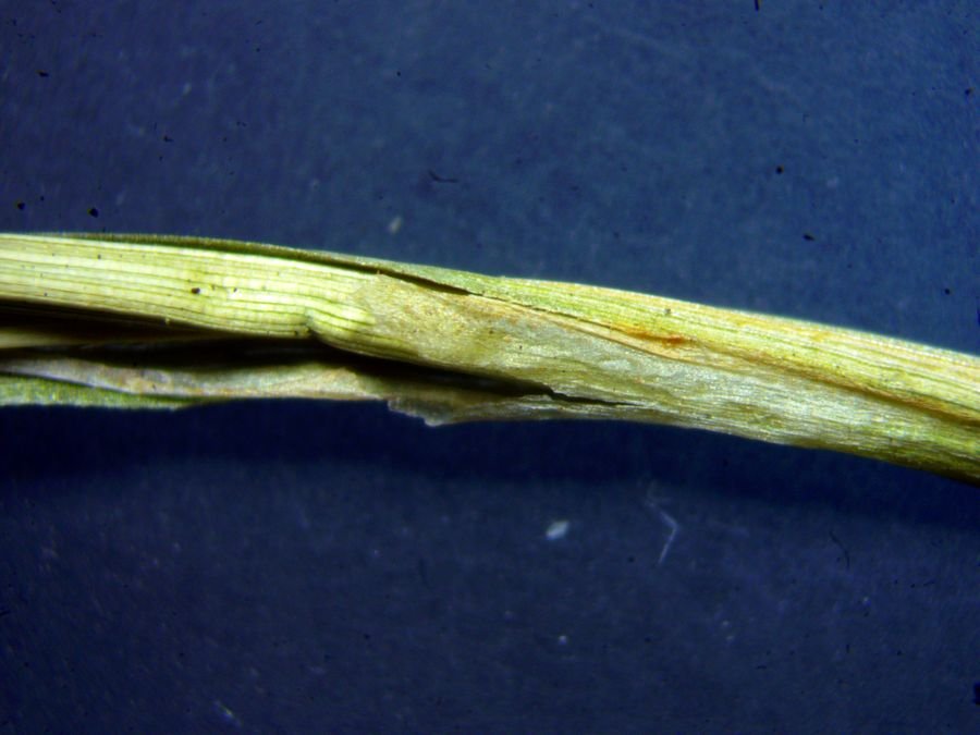 Carex_2_-0001.jpg