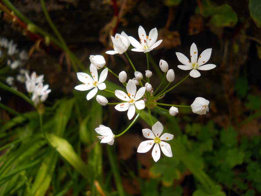 Allium-subhirsutum-L..jpg