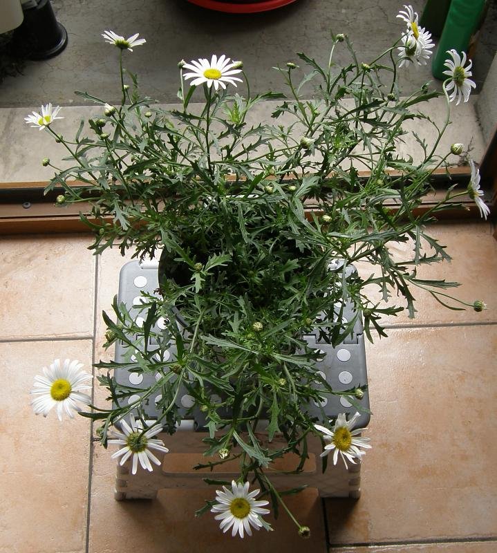 Leucanthemum-ligusticum-3.JPG