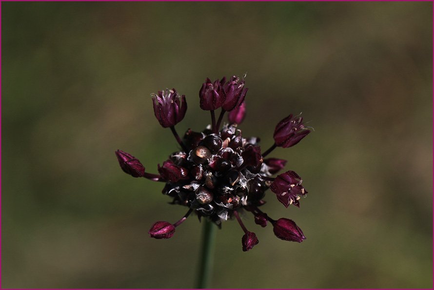 Allium scorodoprasum IMG_4545.jpg