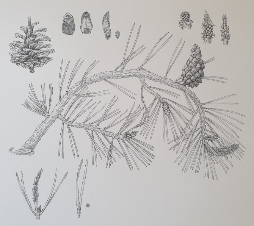 Pinus sylvestris, Sciolla Marcella