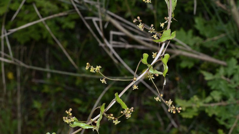 Dioscorea communis - Vejano 2014507m188 AP.jpg