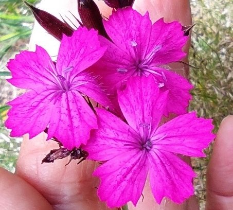 Dianthus cartusianorum (5).jpg