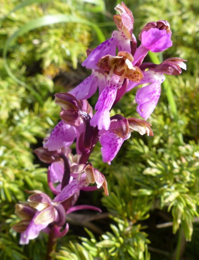 orchisspitzelii.jpg
