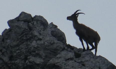 Capra ibex (Linnaeus, 1758) (b).png