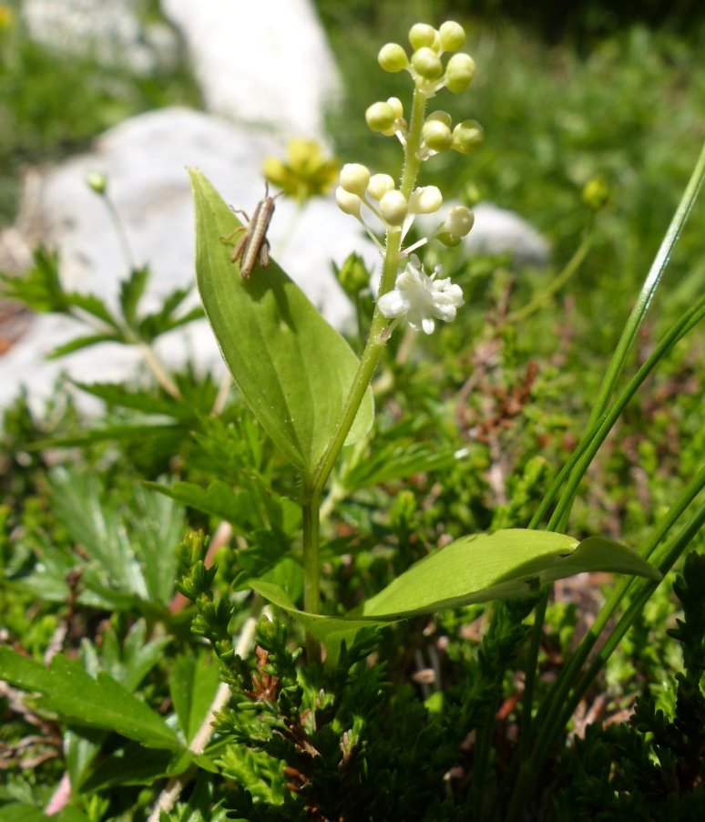 Maianthemum bifolium (L.) F.W. Schmidt2.JPG