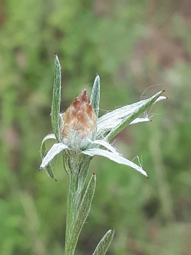 Centaurea jacea (4).jpg