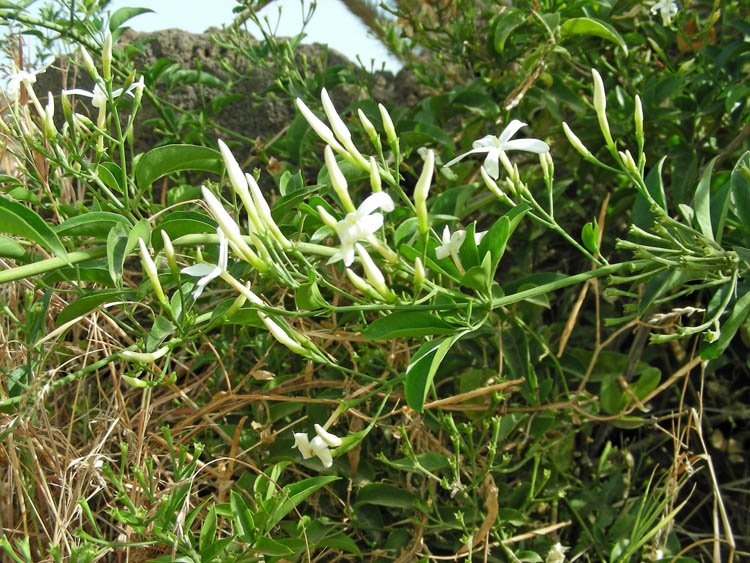 Jasminum azoricum (1).JPG