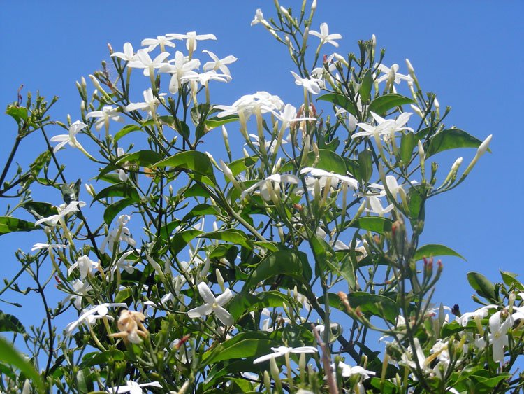 Jasminum azoricum (5).jpg