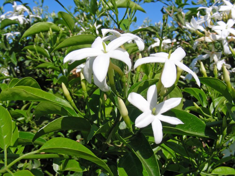 Jasminum azoricum (6).jpg