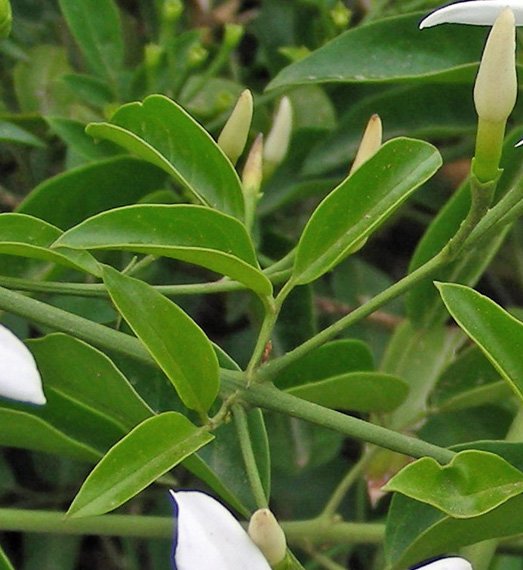 Jasminum azoricum (8).jpg
