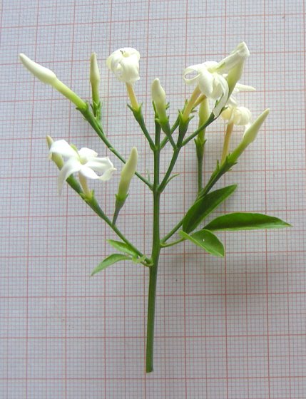 Jasminum azoricum (10).jpg