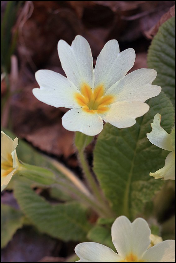 Primula vulgaris  a 6 petali