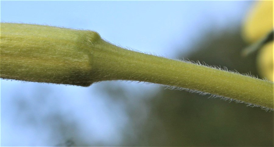 Oenothera 6.JPG