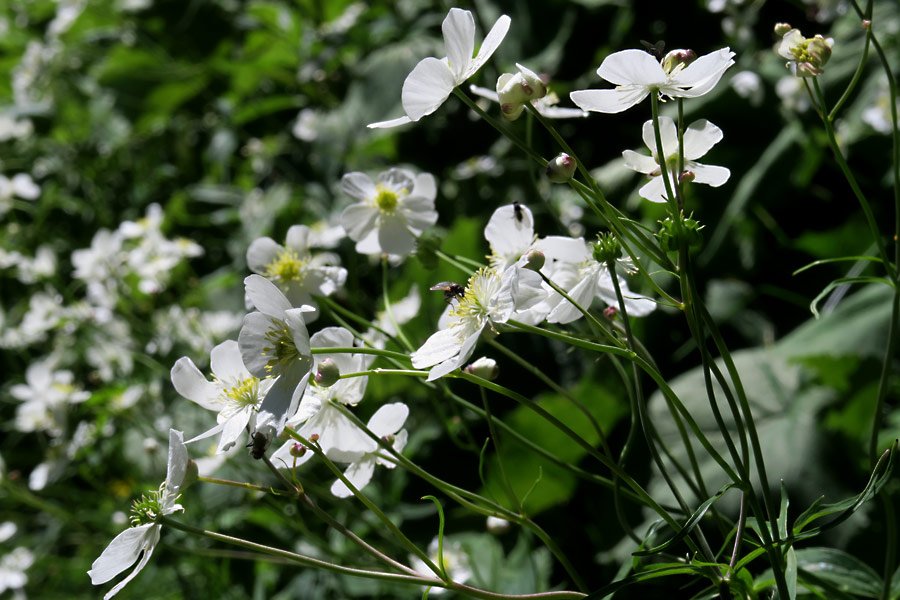 Ranuncolo (Ranunculus platanifolius)