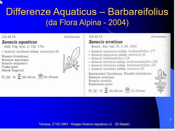 2021-09-07 10_27_58-IL Gruppo Senecio aquaticus s.l.ppt  -  Modalità compatibilità - PowerPoint_ridimensiona.jpg