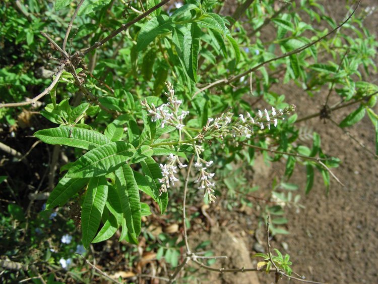 Aloysia citrodora (1).JPG